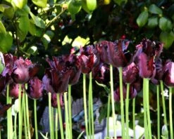 Tulip 'Black Parrot' -Plants And Flowers Shop tulip black parrot 5 2fd74c9a 246e 4e2c 8235 573a9b30789c