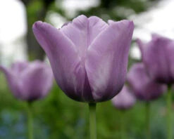 Tulip 'Bleu Aimable' -Plants And Flowers Shop tulip blue aimable 3