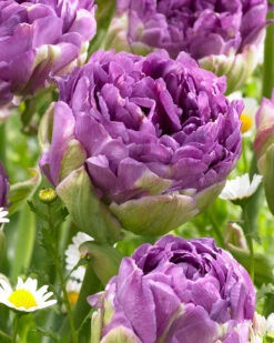 Tulip 'Blue Wow' -Plants And Flowers Shop tulip blue wow 1