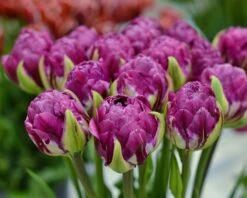 Tulip 'Blue Wow' -Plants And Flowers Shop tulip blue wow 4