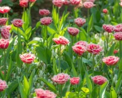 Tulip 'Queensland' -Plants And Flowers Shop tulip brest 3
