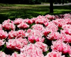 Tulip 'Queensland' -Plants And Flowers Shop tulip brest 3 349568e3 70e7 4b20 bbc1 0cb14de77315