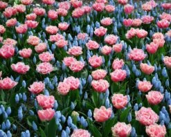 Tulip 'Queensland' -Plants And Flowers Shop tulip brest 4