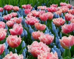 New Products -Plants And Flowers Shop tulip brest 5