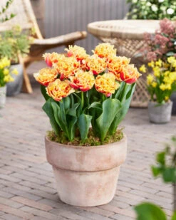 Tulip 'Brisbane' 16 Tulip 'Brisbane' -Plants And Flowers Shop tulip brisbane 1