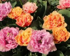 Tulip 'Brisbane' 21 Tulip 'Brisbane' -Plants And Flowers Shop tulip brisbane 10