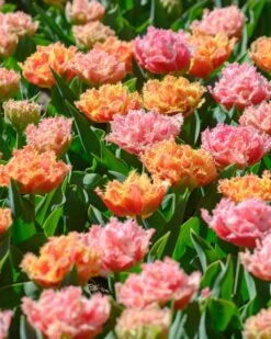 Tulip 'Brisbane' 22 Tulip 'Brisbane' -Plants And Flowers Shop tulip brisbane 13