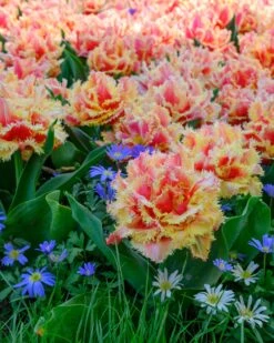 Tulip 'Brisbane' 18 Tulip 'Brisbane' -Plants And Flowers Shop tulip brisbane 14