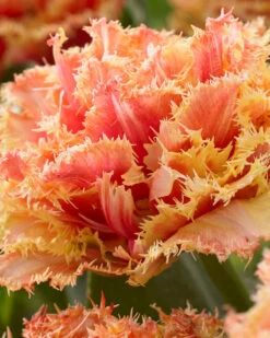 Tulip 'Brisbane' 19 Tulip 'Brisbane' -Plants And Flowers Shop tulip brisbane 3