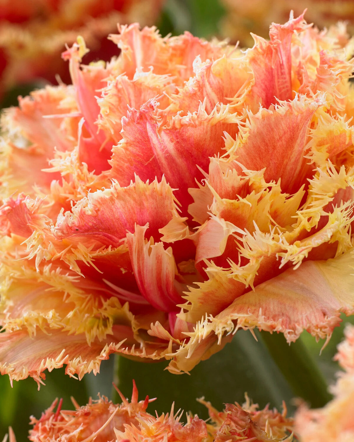 Tulip 'Brisbane' 6 Tulip 'Brisbane' - Image 6