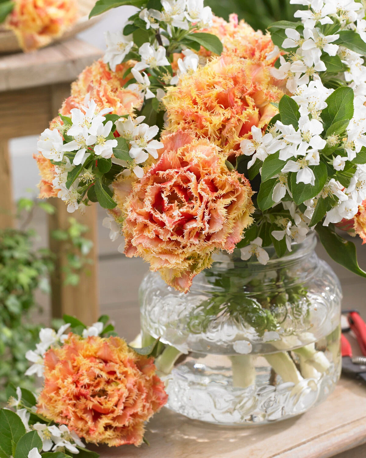 Tulip 'Brisbane' 11 Tulip 'Brisbane' - Image 11