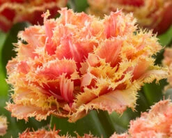 Tulip 'Brisbane' 25 Tulip 'Brisbane' -Plants And Flowers Shop tulip brisbane 6