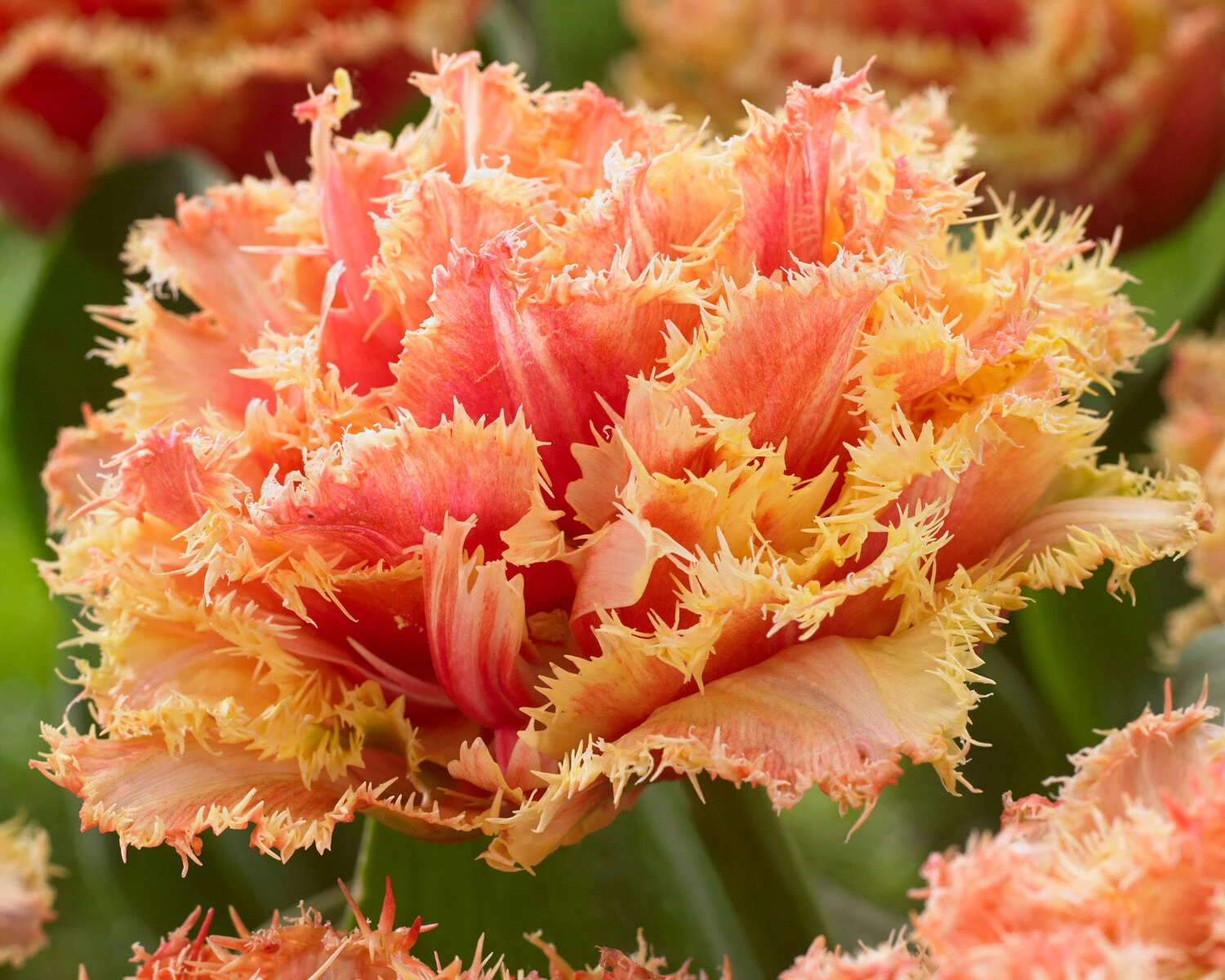 Tulip 'Brisbane' 12 Tulip 'Brisbane' - Image 12