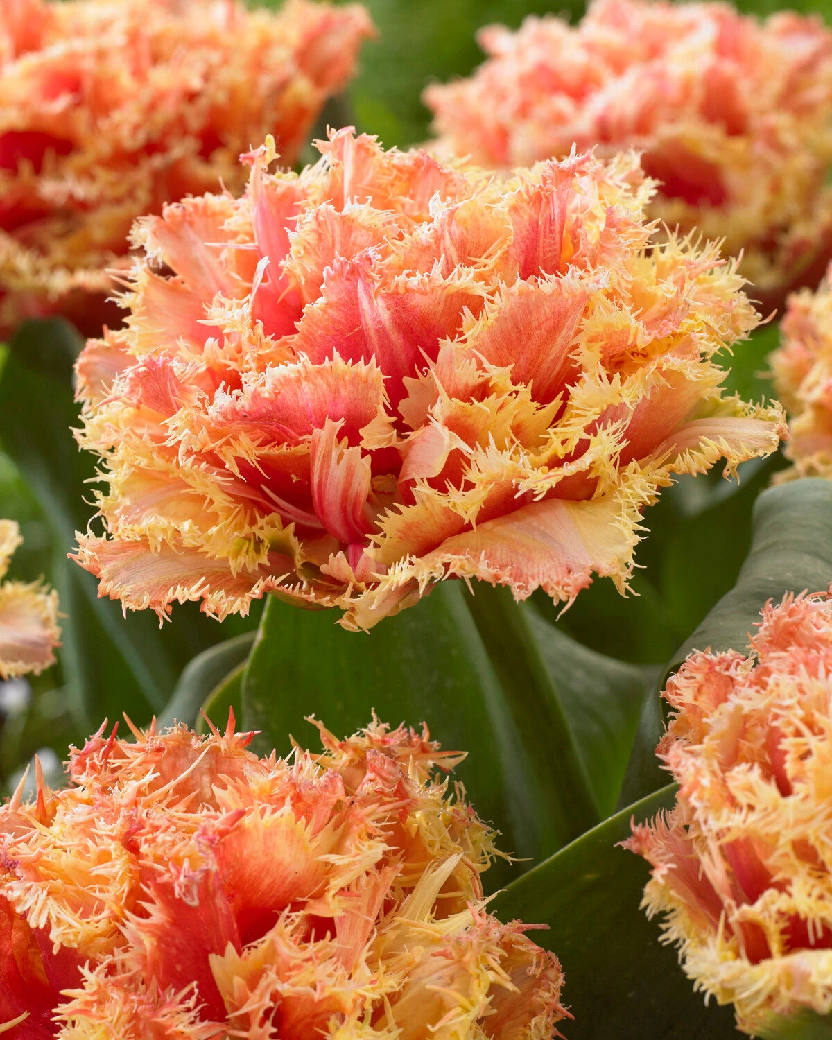 Tulip 'Brisbane' 1 Tulip 'Brisbane'