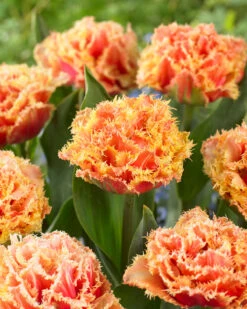 Tulip 'Brisbane' 26 Tulip 'Brisbane' -Plants And Flowers Shop tulip brisbane 8