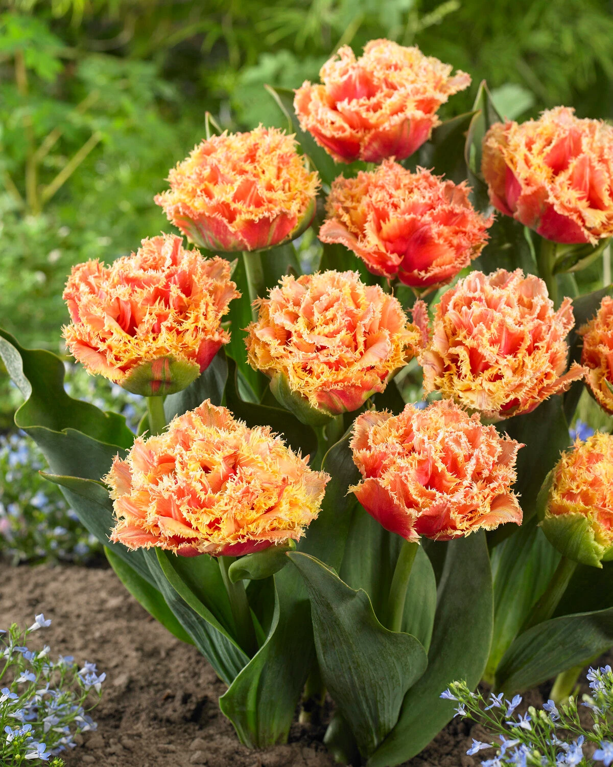 Tulip 'Brisbane' 4 Tulip 'Brisbane' - Image 4