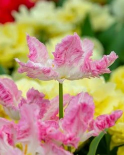 Tulip 'Cabanna' -Plants And Flowers Shop tulip cabanna 1