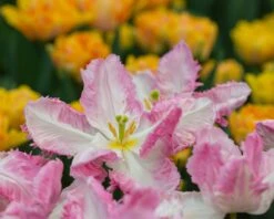 Tulip 'Cabanna' -Plants And Flowers Shop tulip cabanna 2
