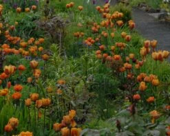 Tulip 'Cairo' -Plants And Flowers Shop tulip cairo 1