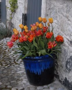 Tulip 'Cairo' -Plants And Flowers Shop tulip cairo 11