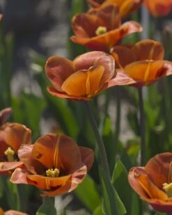 Tulip 'Cairo' -Plants And Flowers Shop tulip cairo 12