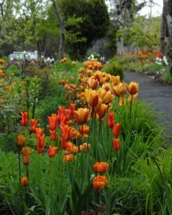 Tulip 'Cairo' -Plants And Flowers Shop tulip cairo 2