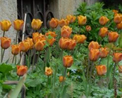 Tulip 'Cairo' -Plants And Flowers Shop tulip cairo 8