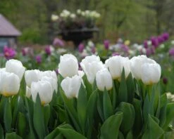 Tulip 'Calgary' -Plants And Flowers Shop tulip calgary 2 617483de 3449 4b9c b27a cfe39df16f04