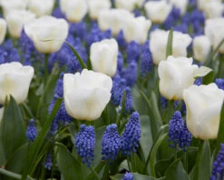 Tulip 'Calgary' -Plants And Flowers Shop tulip calgary 3 6a3df726 ff47 47b7 af7e 8fac519156fc