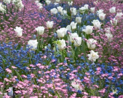 Tulip 'Calgary' -Plants And Flowers Shop tulip calgary 4 89d0f322 390e 4304 b0da 98b0f76dff3a