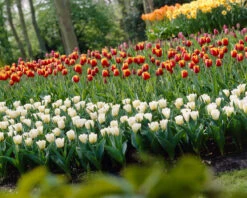 Tulip 'Calgary' -Plants And Flowers Shop tulip calgary 6