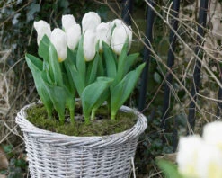 Tulip 'Calgary' -Plants And Flowers Shop tulip calgary 7