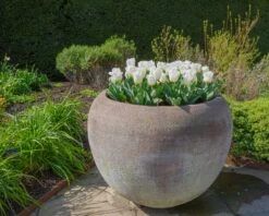 Tulip 'Calgary' -Plants And Flowers Shop tulip calgary 8