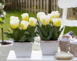 Tulip 'Calgary Flames' -Plants And Flowers Shop tulip calgary flames 10