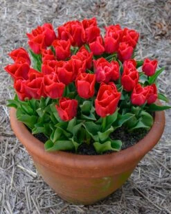 Tulip 'Calgary Red' -Plants And Flowers Shop tulip calgary red 2