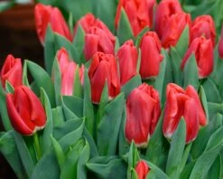 Tulip 'Calgary Red' -Plants And Flowers Shop tulip calgary red 3