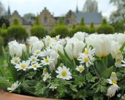 Tulip 'Calgary' -Plants And Flowers Shop tulip calgary1 1