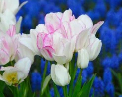 Tulip 'Candy Club' 11 Tulip 'Candy Club' -Plants And Flowers Shop tulip candy club 1