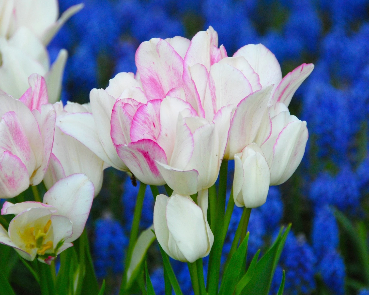 Tulip 'Candy Club' 3 Tulip 'Candy Club' - Image 3