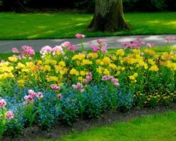 Tulip 'Candy Club' 17 Tulip 'Candy Club' -Plants And Flowers Shop tulip candy club 2