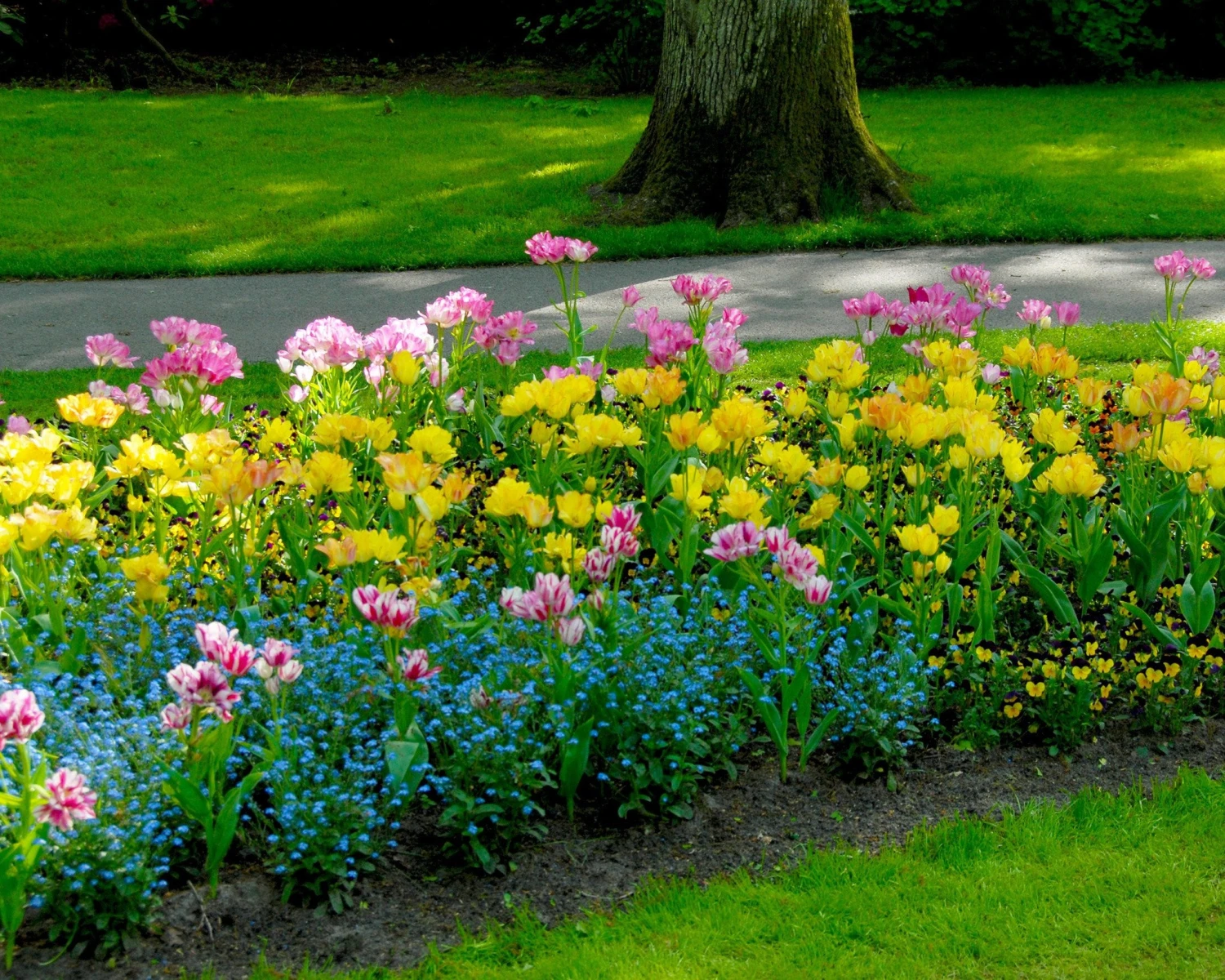 Tulip 'Candy Club' 9 Tulip 'Candy Club' - Image 9