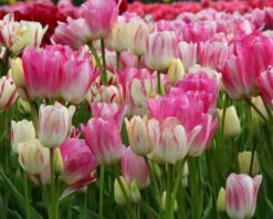 Tulip 'Candy Club' 13 Tulip 'Candy Club' -Plants And Flowers Shop tulip candy club 2 3874606b af21 4df6 94a7 c1b97b751753