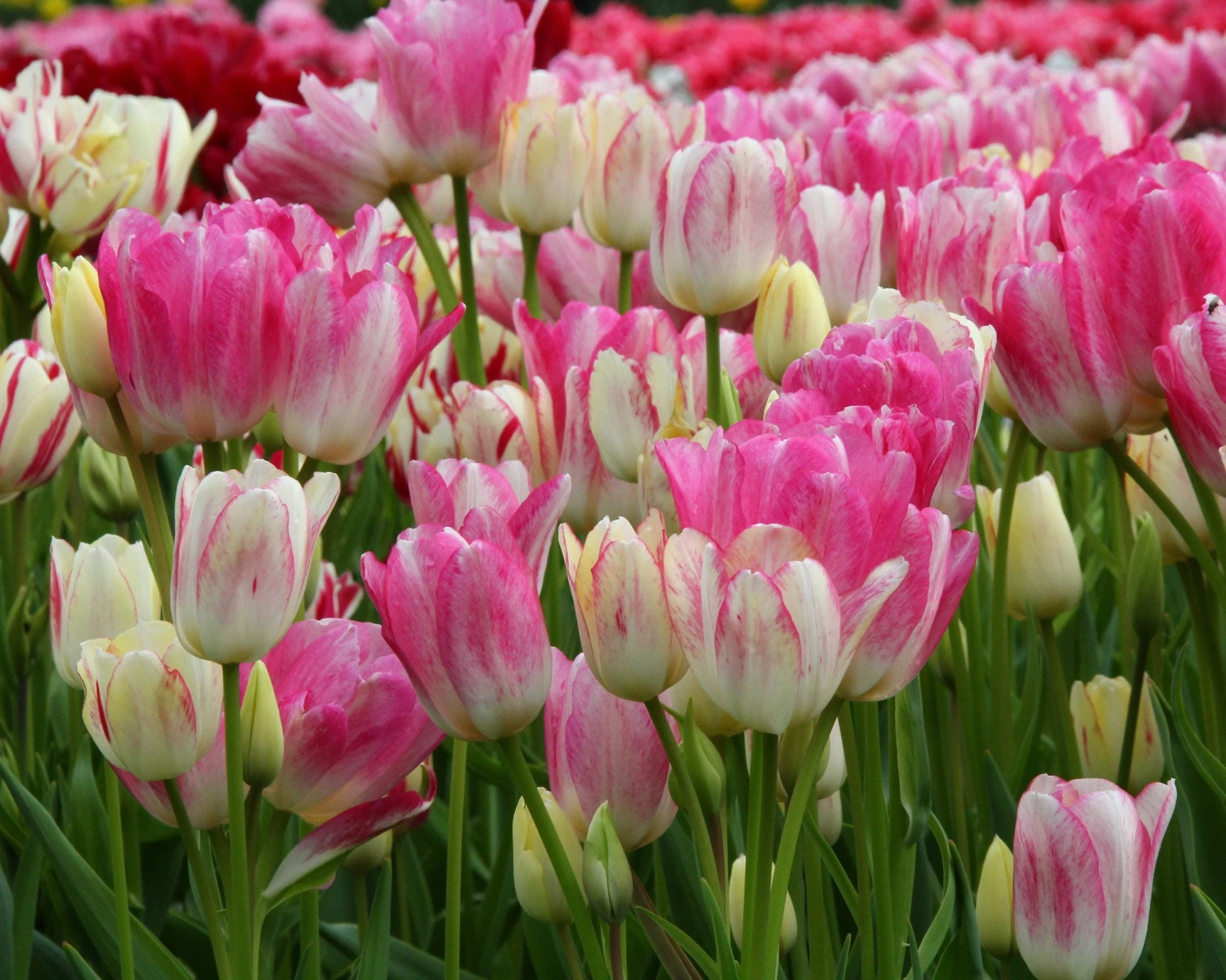 Tulip 'Candy Club' 5 Tulip 'Candy Club' - Image 5