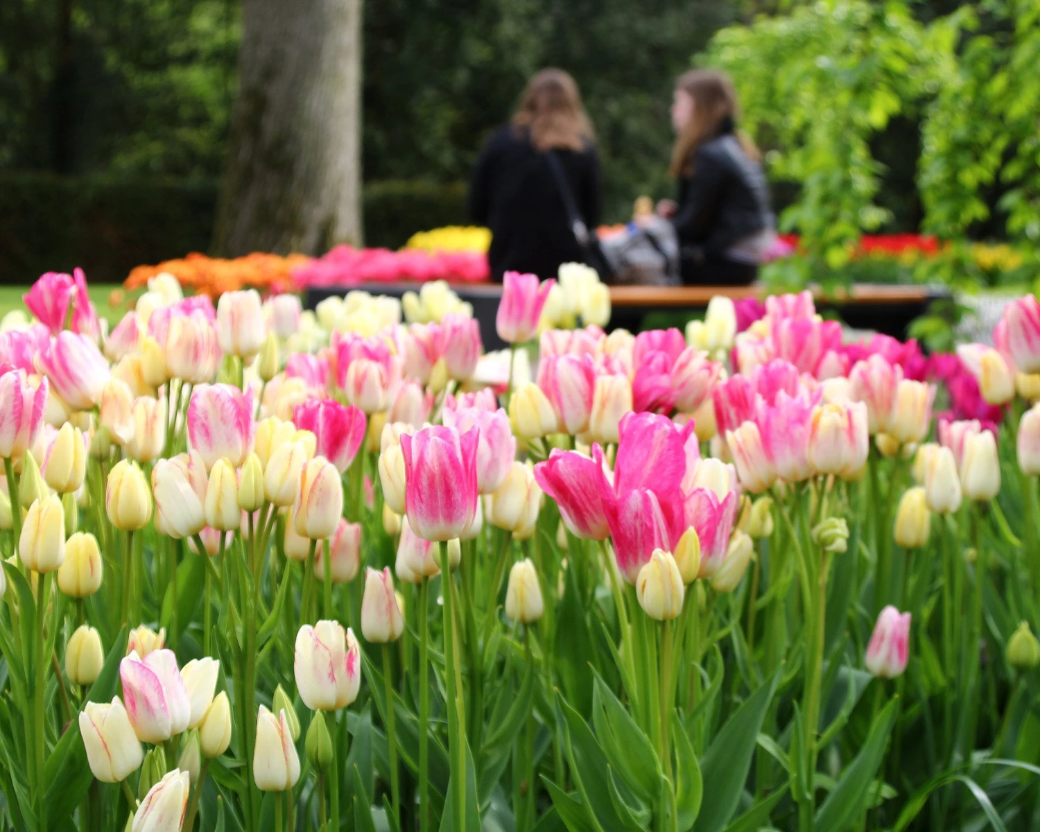 Tulip 'Candy Club' 2 Tulip 'Candy Club' - Image 2