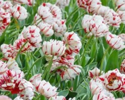 Tulip 'Carnaval De Nice' -Plants And Flowers Shop tulip carnaval de nice 1