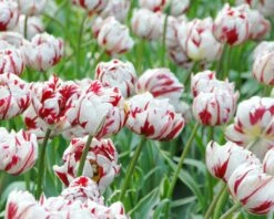 Tulip 'Carnaval De Nice' -Plants And Flowers Shop tulip carnaval de nice 4