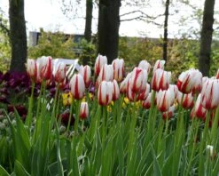 Tulip 'Carnaval De Rio' -Plants And Flowers Shop tulip carnaval de rio 2 45f04f3d 1f18 4400 b9df cfb723ef438e