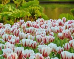 Tulip 'Carnaval De Rio' -Plants And Flowers Shop tulip carnaval de rio 3