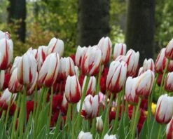 Tulip 'Carnaval De Rio' -Plants And Flowers Shop tulip carnaval de rio 3 bee518f2 7006 4504 99e7 c132a7023dd2