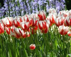 Tulip 'Carnaval De Rio' -Plants And Flowers Shop tulip carnaval de rio 4
